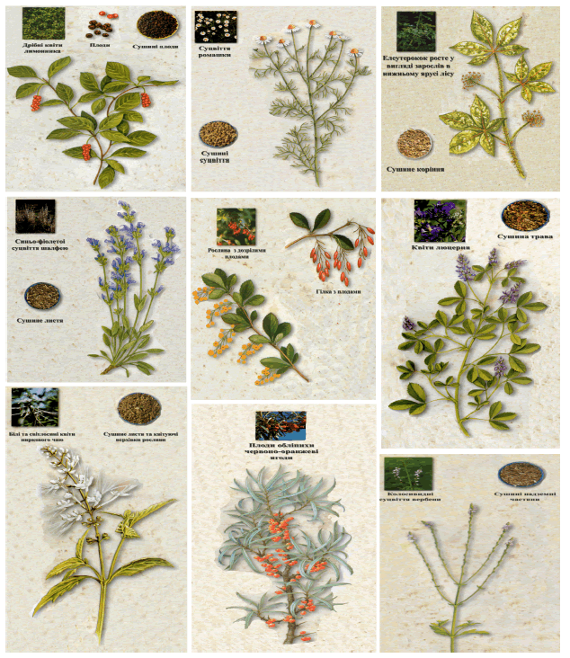 modern-phytomorphology-chamomile