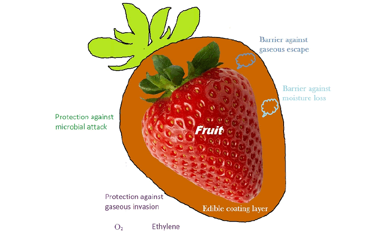 Enhancement of strawberry shelf life with coating A review