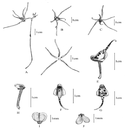 modern-phytomorphology-Thrixspermum