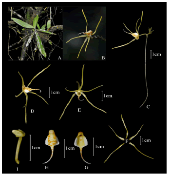 modern-phytomorphology-acuminatissimum