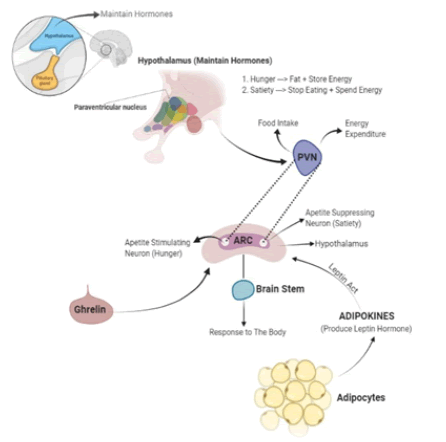 modern-phytomorphology-leptin