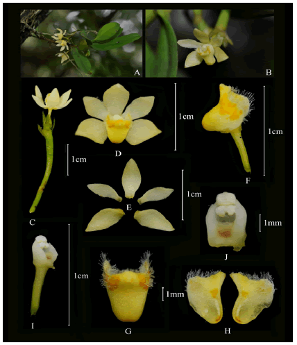 modern-phytomorphology-trichoglottis