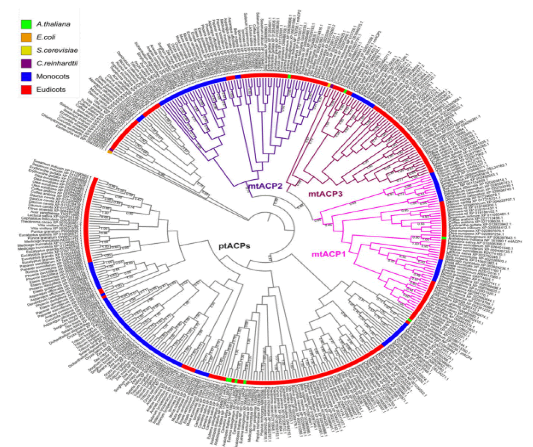 mp-17-1-Mitochondrial-g001