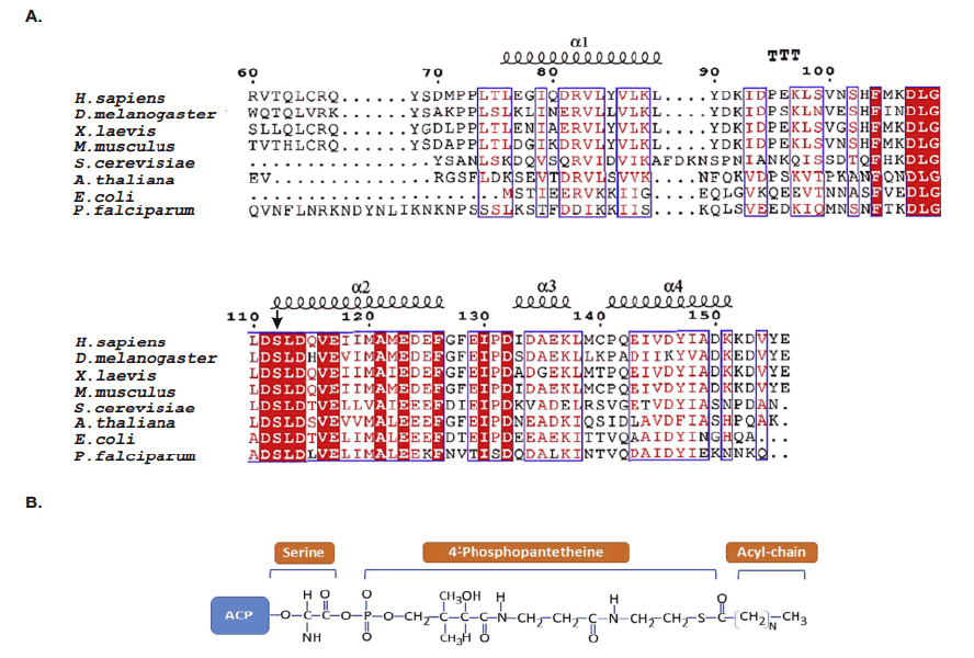 mp-17-1-Mitochondrial-g004