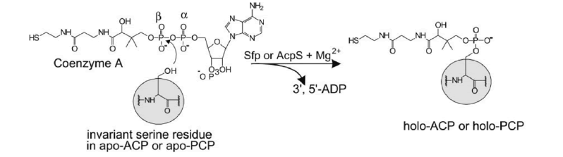 mp-17-1-Mitochondrial-g006