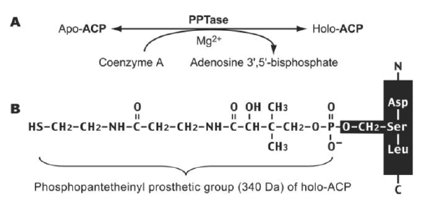 mp-17-1-Mitochondrial-g007