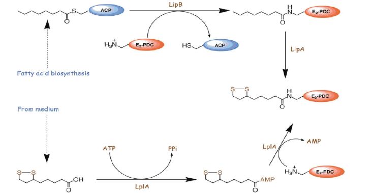 mp-17-1-Mitochondrial-g010
