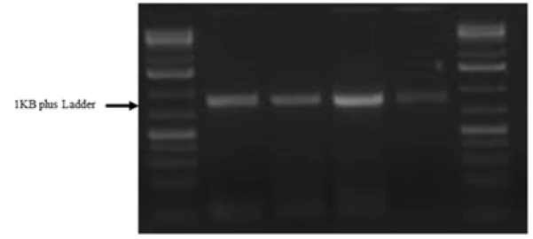 Fig1