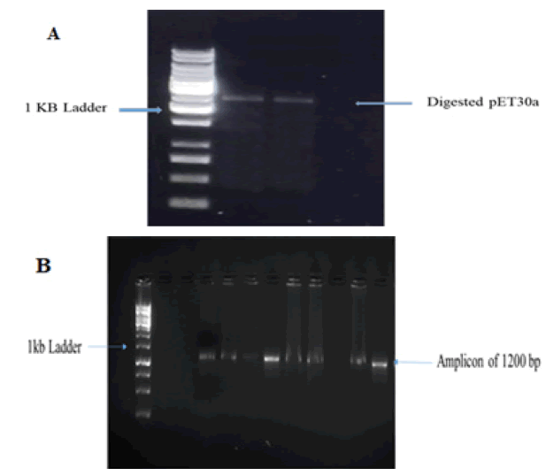 Fig2