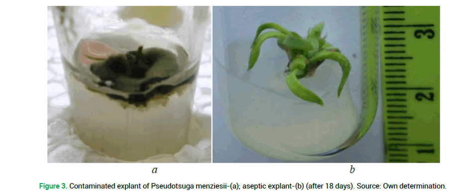 modern-phytomorphology-aseptic-explant