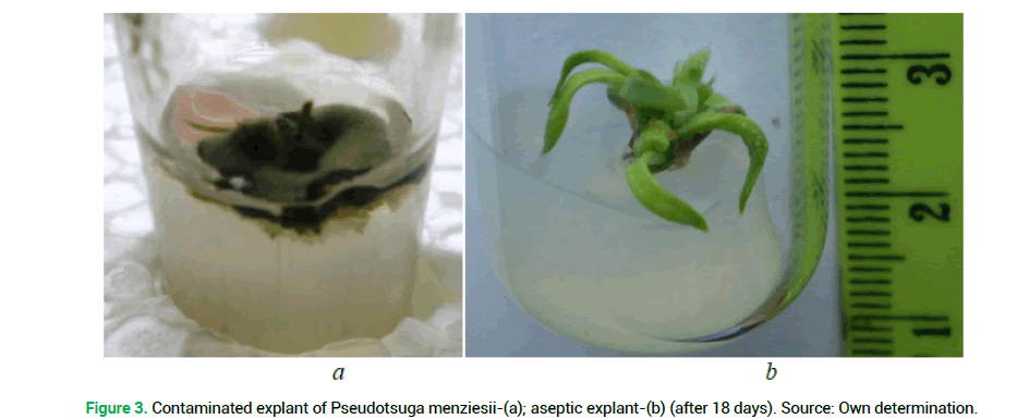 modern-phytomorphology-aseptic-explant modern-phytomorphology-aseptic-explant
